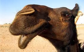 Mολυσμένες οι καμήλες στη Σ. Αραβία - Φωτογραφία 1