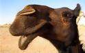 Mολυσμένες οι καμήλες στη Σ. Αραβία