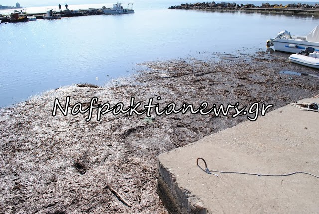 Εικόνες ντροπής και εγκατάλειψης στο Λιμανάκι της Μακύνειας - Φωτογραφία 4