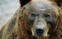 Βρυχάται η «Αρκούδα», τι θα κάνει η Δύση;