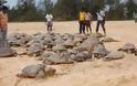 Εκατοντάδες χελώνες νεκρές σε ινδική ακτή