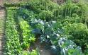 «Δημοτικός Λαχανόκηπος Ηρακλείου: Παράταση υποβολής αιτήσεων» - Φωτογραφία 2