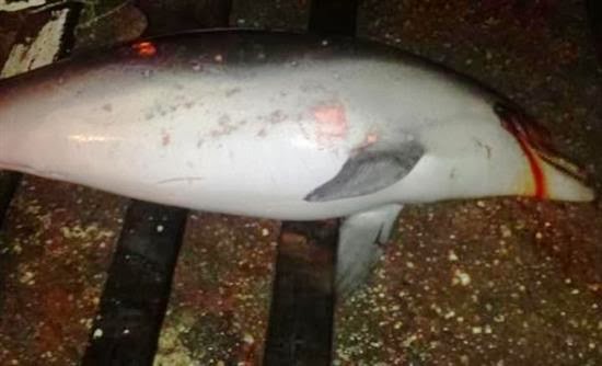 Νεκρό δελφίνι στο Φανάρι Μυτιλήνης - Φωτογραφία 1