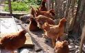 Αγρίνιο: Έκλεψαν 120 κότες, 4 αρνιά και 17 τελάρα φράουλες!