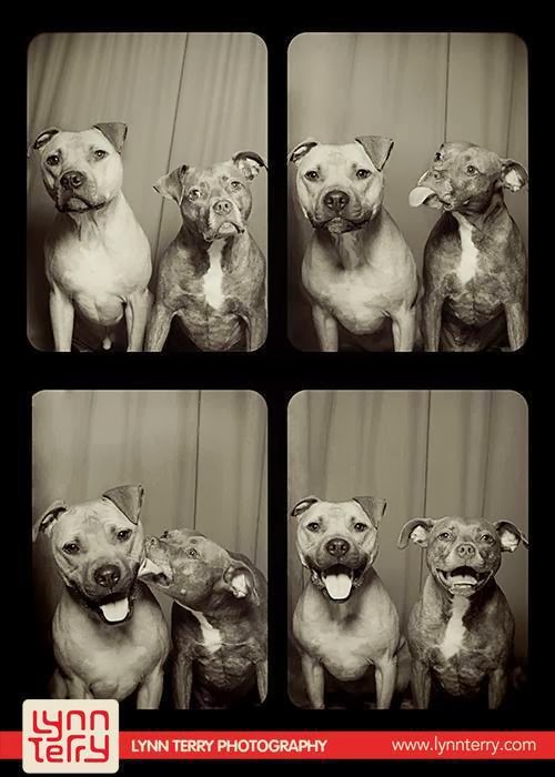 Σκύλοι φωτογραφίζονται σε φωτογραφικό θάλαμο! [photos] - Φωτογραφία 10