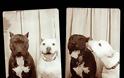 Σκύλοι φωτογραφίζονται σε φωτογραφικό θάλαμο! [photos]