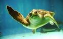 Περιπετειώδη τα θαλάσσια χελωνάκια