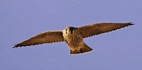 Το ζώο της εβδομάδας: Πετρίτης (Falco peregrinus) - Φωτογραφία 1
