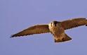 Το ζώο της εβδομάδας: Πετρίτης (Falco peregrinus)