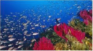 Μεσόγειος SOS. Όχι στην καταστροφή των χημικών, στην παγκόσμια θαλάσσια πολιτιστική και περιβαλλοντική κοιτίδα - Φωτογραφία 1