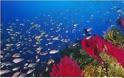 Μεσόγειος SOS. Όχι στην καταστροφή των χημικών, στην παγκόσμια θαλάσσια πολιτιστική και περιβαλλοντική κοιτίδα