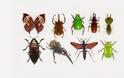 Κίνδυνος να εξαφανιστούν τα έντομα