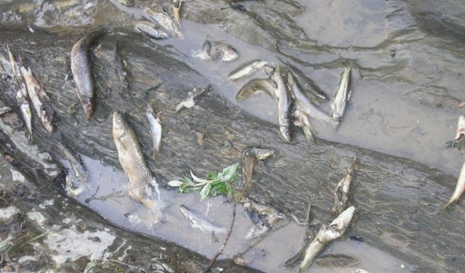 Νεκρά ψάρια στην παραλία των Θινών Βαρθολομιού - Φωτογραφία 1