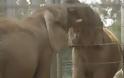 Δυο ελέφαντες συναντιούνται για πρώτη φορά [video]