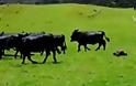 Αγελάδες κυνηγούν τηλεκατευθυνόμενο αυτοκινητάκι! [video]
