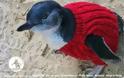 Αυστραλία: Ζητούνται... πλεκτά πουλόβερ για την προστασία των πιγκουίνων!