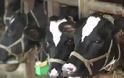 Δύο κρούσματα της νόσου των «τρελών αγελάδων» στη Φθιώτιδα