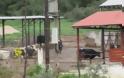 Σοκαρισμένοι οι κάτοικοι της Μαλεσίνας για τις τρελές αγελάδες