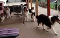 Οι πιο υπάκουοι σκύλοι! [video]