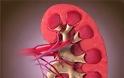 Διατηρήστε υγιή τα φυσικα φιλτρα του οργανισμού, τα νεφρά: Ενυδατωθείτε - Φωτογραφία 2
