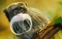 Έχετε δει πίθηκο με μουστάκι; [photos] - Φωτογραφία 2