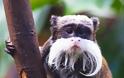 Έχετε δει πίθηκο με μουστάκι; [photos] - Φωτογραφία 6