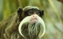 Έχετε δει πίθηκο με μουστάκι; [photos] - Φωτογραφία 7