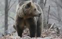 Με εξαφάνιση απειλούνται οι καφετιές αρκούδες των Ιμαλαΐων