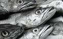 Υπεγράφη από 33 χώρες η Κοινή Δήλωση για την αειφορική αλιεία