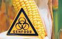 Απαγορεύτηκε το γενετικά τροποποιημένο καλαμπόκι στη Γαλλία