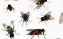 Απαλλαγείτε από τις μύγες με φυσικά υλικά
