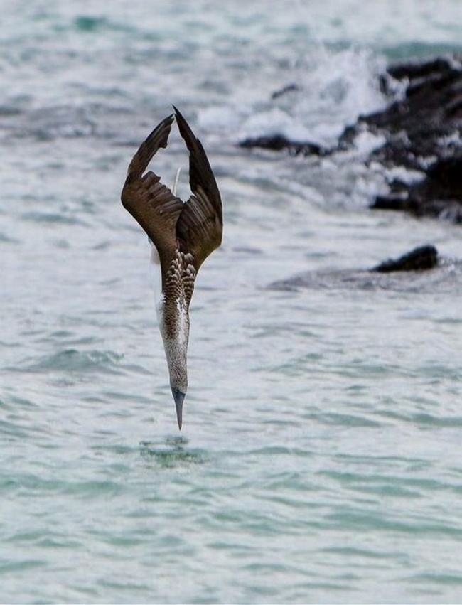 Εικόνες τραβηγμένες την κατάλληλη στιγμή! - Φωτογραφία 4