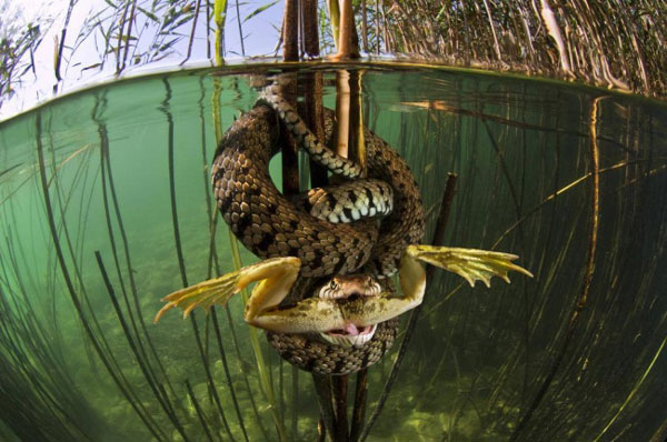 Εικόνες τραβηγμένες την κατάλληλη στιγμή! - Φωτογραφία 5