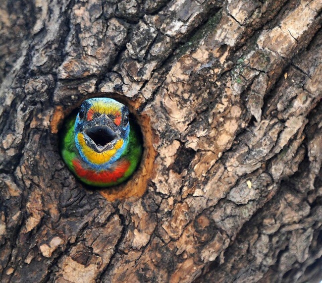 Εικόνες τραβηγμένες την κατάλληλη στιγμή! - Φωτογραφία 8