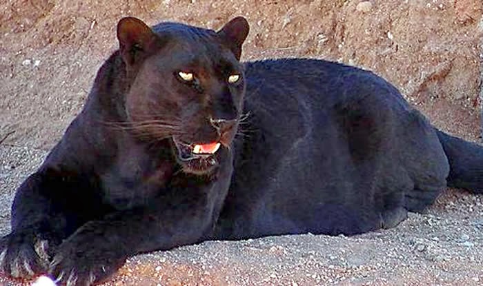 Γνωστά ζώα σε μαύρο χρώμα! [photos] - Φωτογραφία 1