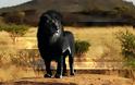 Γνωστά ζώα σε μαύρο χρώμα! [photos] - Φωτογραφία 2