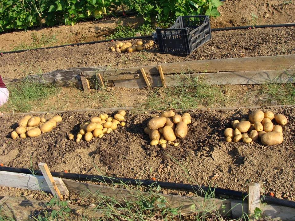 Ηλεία: «Καταστροφή» η καλλιέργεια της φθινοπωρινής πατάτας! - Φωτογραφία 1