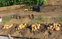 Ηλεία: «Καταστροφή» η καλλιέργεια της φθινοπωρινής πατάτας!