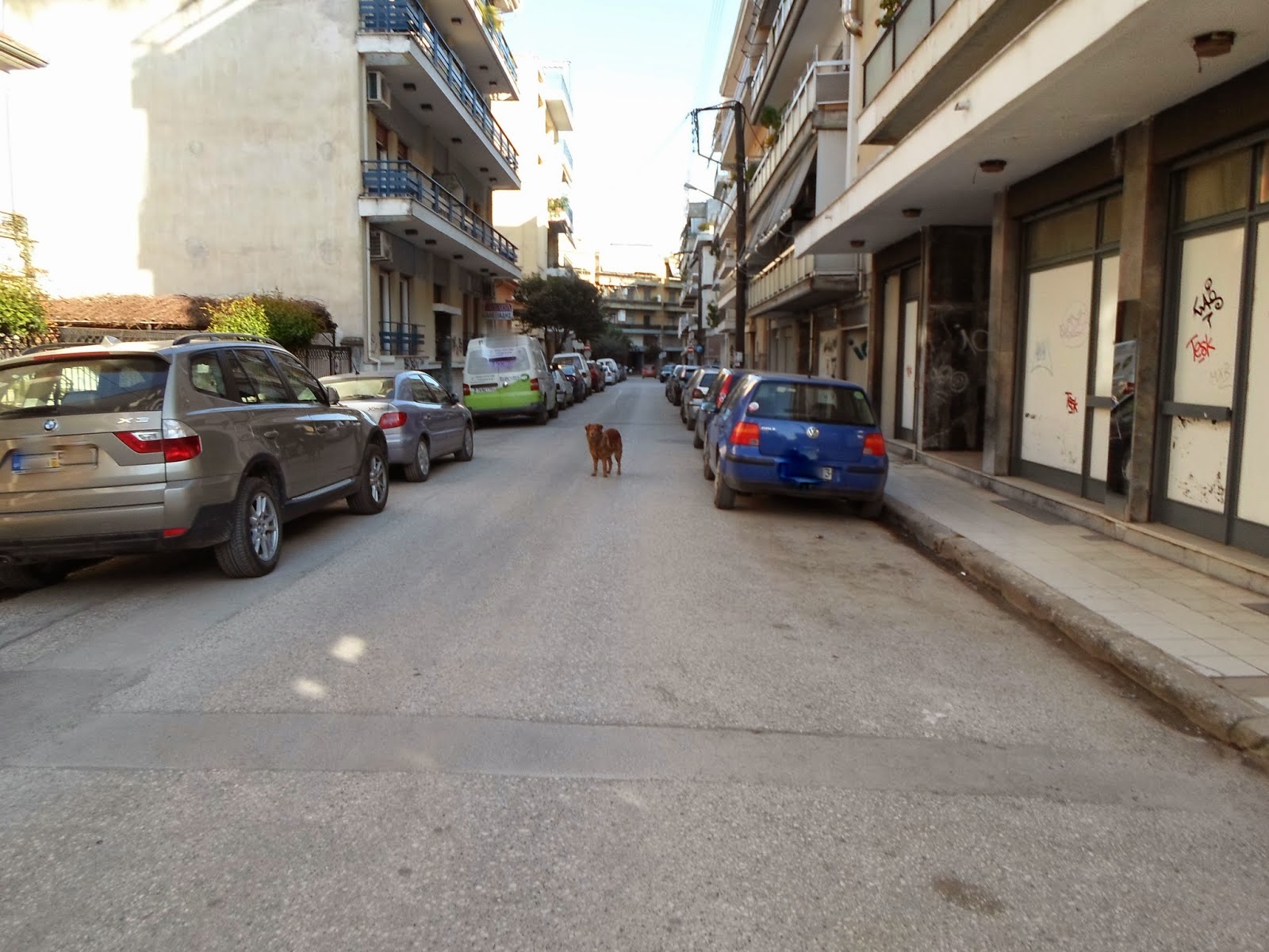 Σκυλάκι στα Τρίκαλα περιμένει το αφεντικό του - Φωτογραφία 2