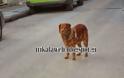 Σκυλάκι στα Τρίκαλα περιμένει το αφεντικό του - Φωτογραφία 1