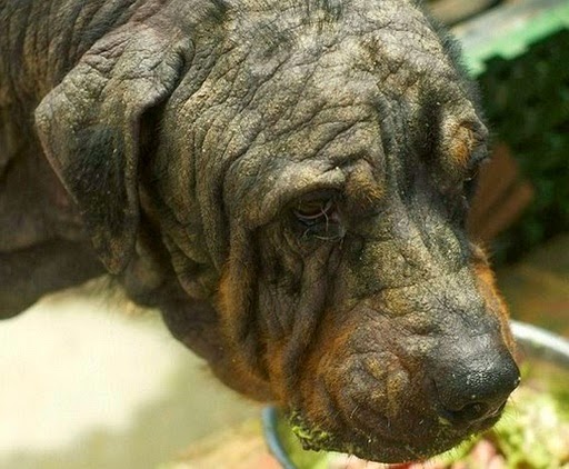 Δείτε την απίστευτη μεταμόρφωση ενός αδέσποτου σκύλου [Photos] - Φωτογραφία 1