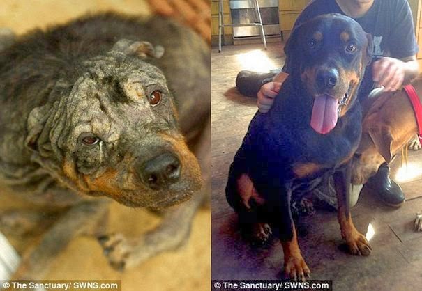 Δείτε την απίστευτη μεταμόρφωση ενός αδέσποτου σκύλου [Photos] - Φωτογραφία 3
