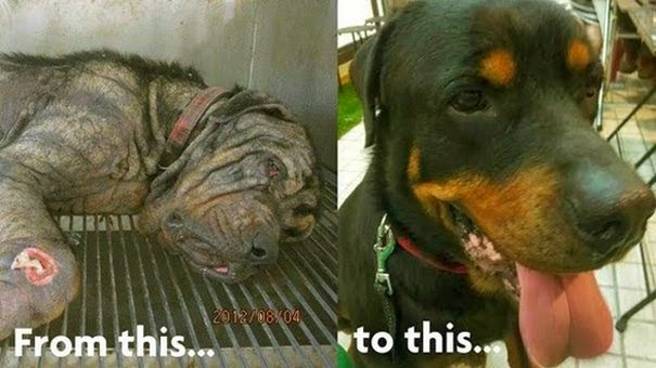 Δείτε την απίστευτη μεταμόρφωση ενός αδέσποτου σκύλου [Photos] - Φωτογραφία 4