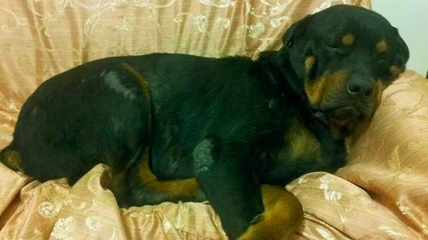 Δείτε την απίστευτη μεταμόρφωση ενός αδέσποτου σκύλου [Photos] - Φωτογραφία 5