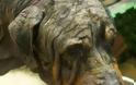 Δείτε την απίστευτη μεταμόρφωση ενός αδέσποτου σκύλου [Photos]