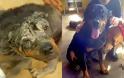 Δείτε την απίστευτη μεταμόρφωση ενός αδέσποτου σκύλου [Photos] - Φωτογραφία 3