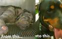 Δείτε την απίστευτη μεταμόρφωση ενός αδέσποτου σκύλου [Photos] - Φωτογραφία 4