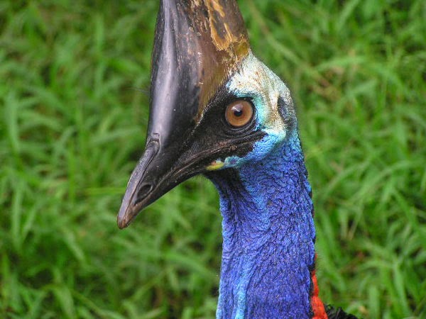 Cassowary: Το πιο επικίνδυνο πτηνό στον κόσμο [photos] - Φωτογραφία 2