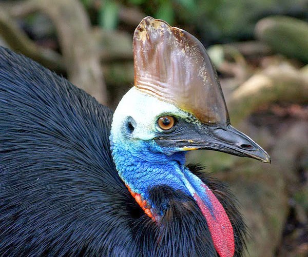 Cassowary: Το πιο επικίνδυνο πτηνό στον κόσμο [photos] - Φωτογραφία 7