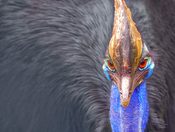 Cassowary: Το πιο επικίνδυνο πτηνό στον κόσμο [photos] - Φωτογραφία 8